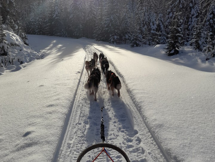 Huskyvaljakko vetää rekeä